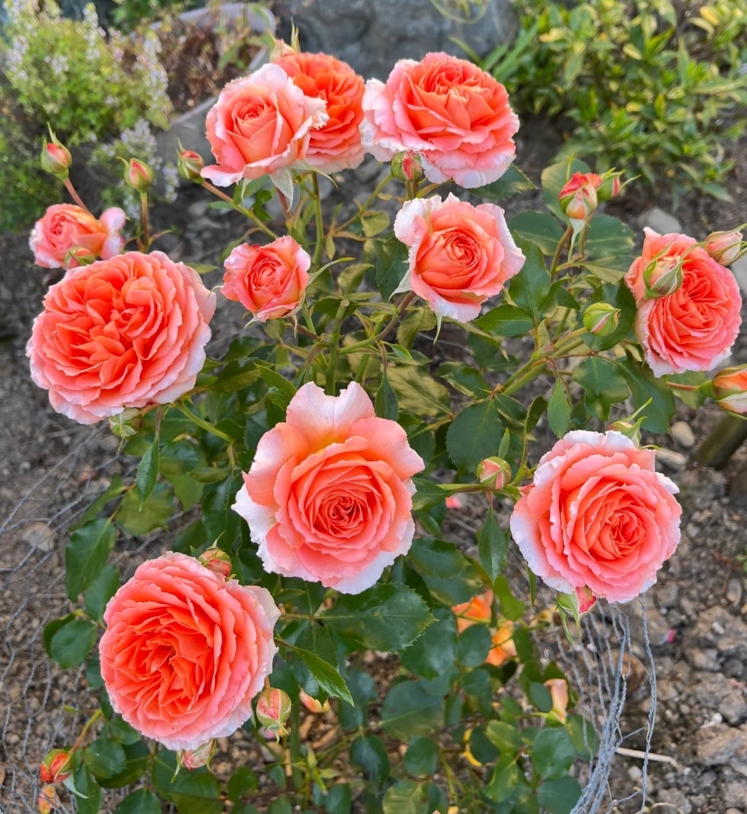 Meilland roses