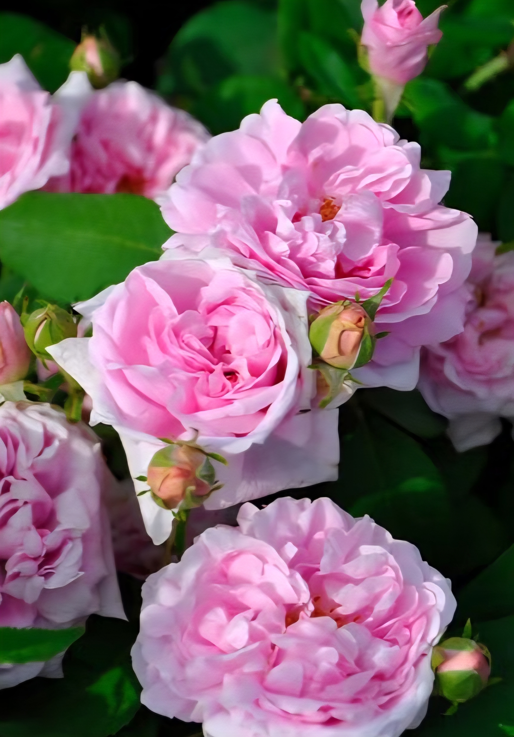 Ancient roses